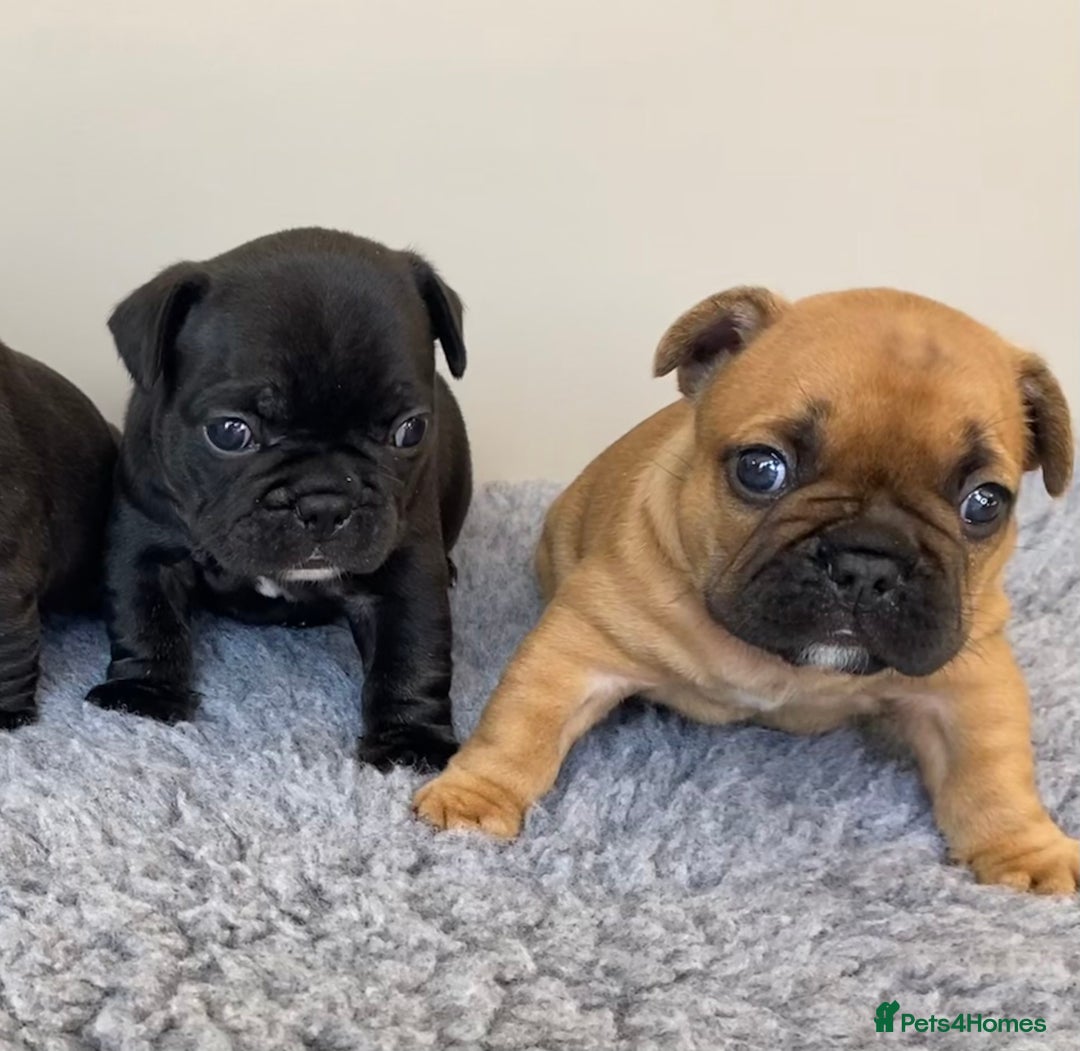 French Bulldog dogs for sale: KC French Bulldog Pups Tiger Brindle, Tan & Black  - Image 2