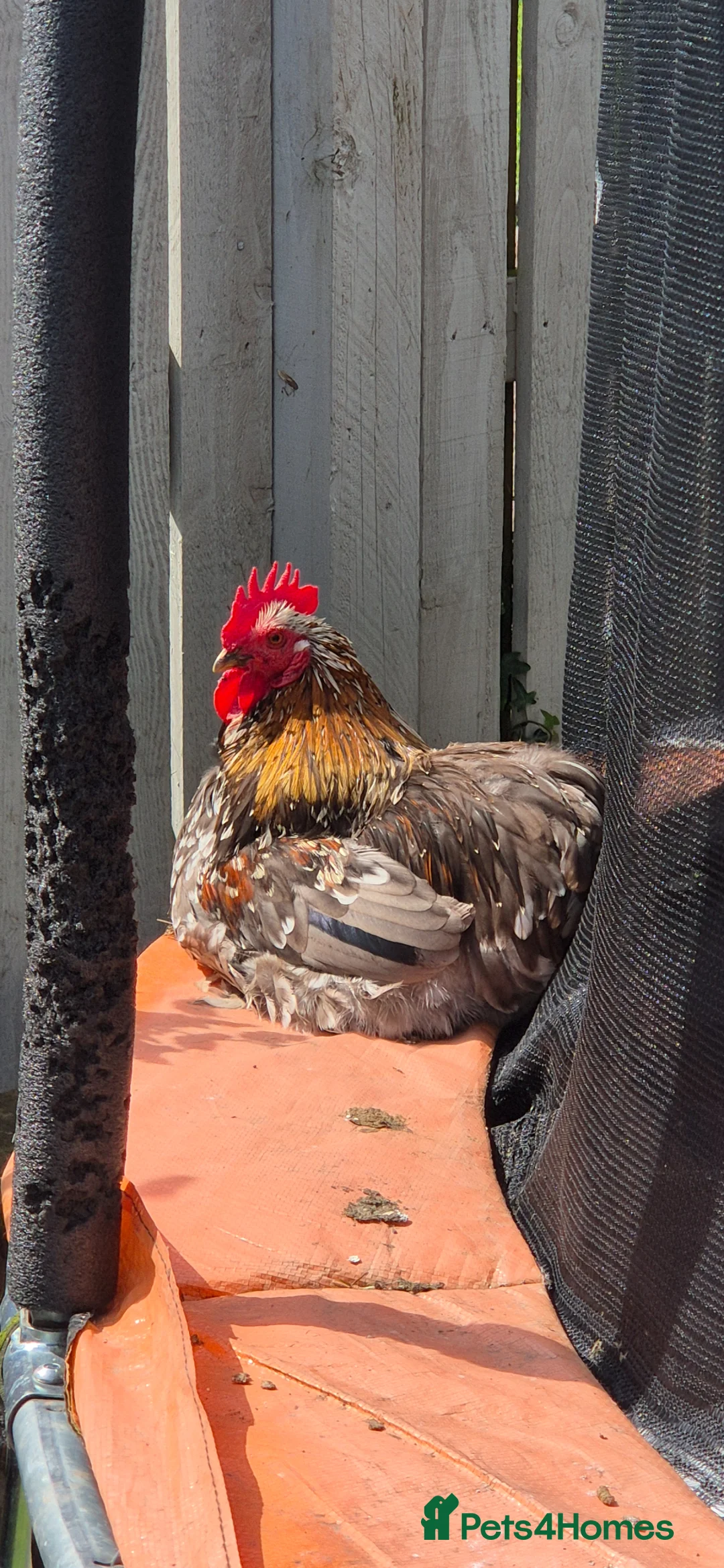 Chickens poultry for sale: Pekin bantam rooster  - Advert 1