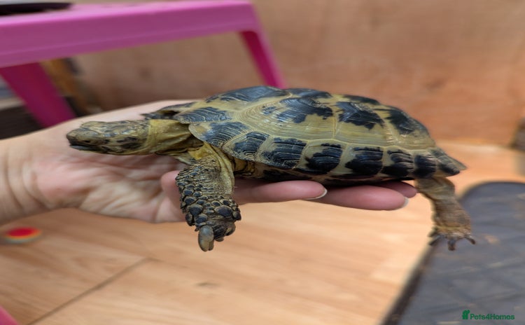 Tortoise reptiles - Advert 1