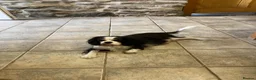 Cavalier King Charles Spaniel dogs for sale: KC tri/blenheim pups - health tested parents - Advert 3