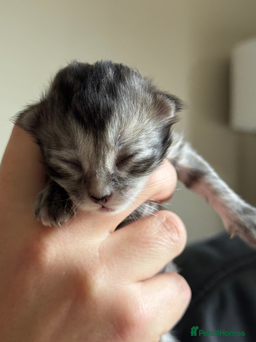 Siberian cats for sale: Exceptional Siberian Kittens - Waiting List Open - Image 7