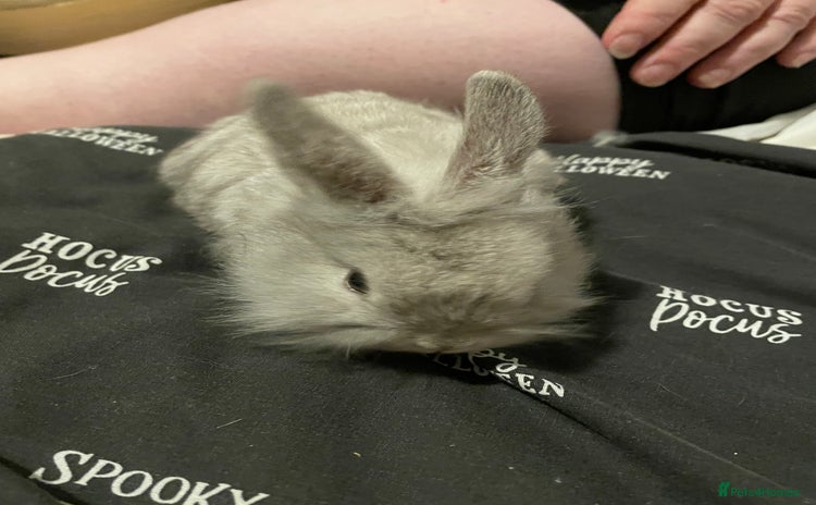 Mini Lion Lop rabbits - Advert 1