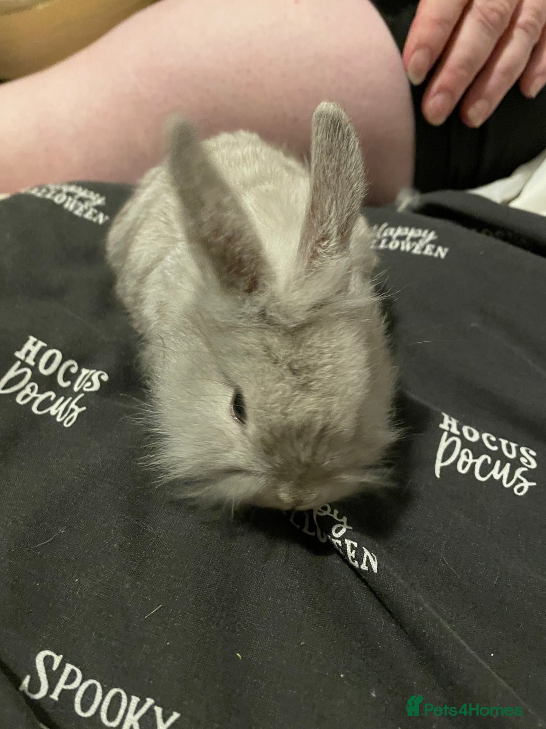 Mini Lion Lop rabbits for sale: Mini lion lops - Image 1