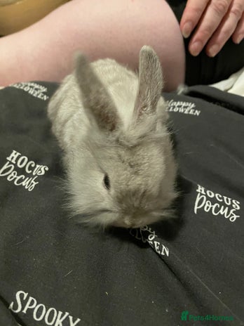 Mini Lion Lop rabbits - Advert 3