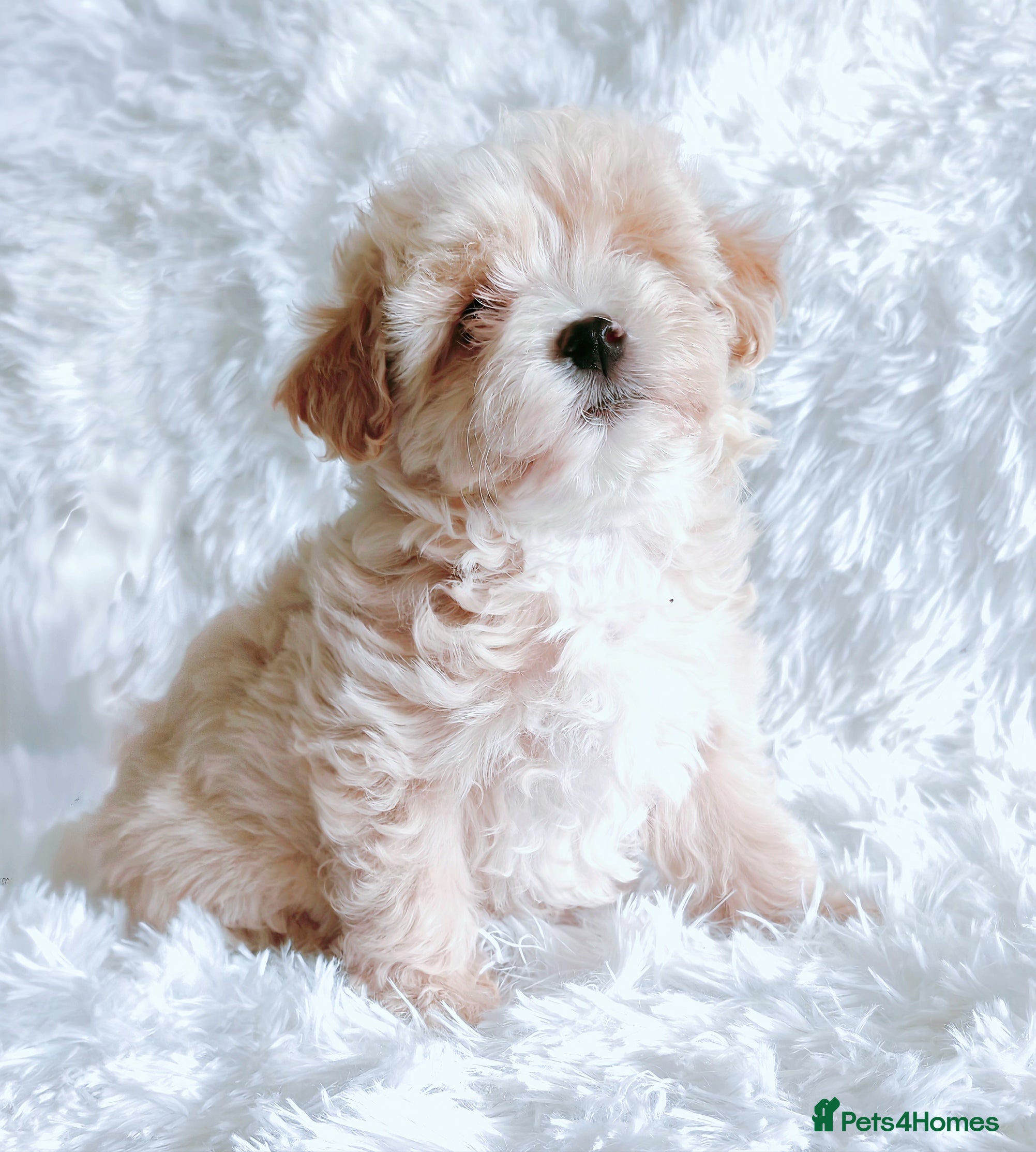 Maltipoo dogs F1 Maltpoo From Quality Champion KC's Health Tests - Advert 9