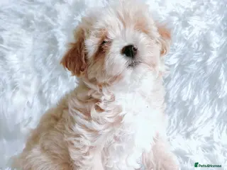 Maltipoo dogs F1 Maltpoo From Quality Champion KC's Health Tests - Advert 9