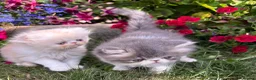 Exotic cats for sale: Exotic male kittens  - Advert 12