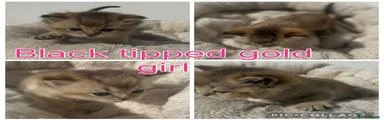Black tipped gold girl