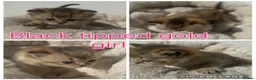 British Shorthair cats for sale: Lilac golden and gold GCCF kittens  - Advert 5