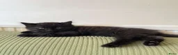 Mixed Breed cats for sale: Two kittens left  - Advert 4