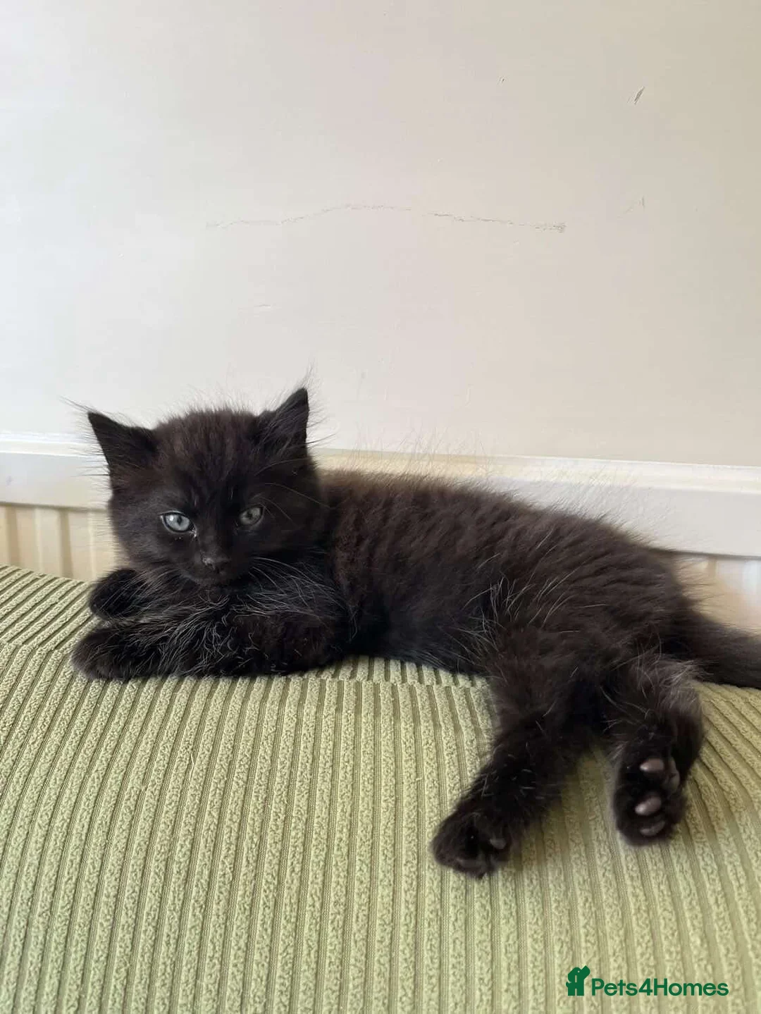 Mixed Breed cats for sale: Two kittens left  - Advert 4