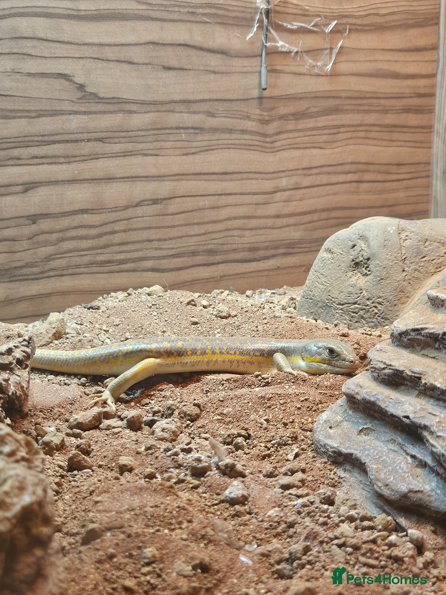 Skink reptiles Berber skink with set up - Advert 1