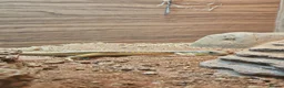 Skink reptiles for sale: Berber skink with set up in Chesterfield - Advert 1