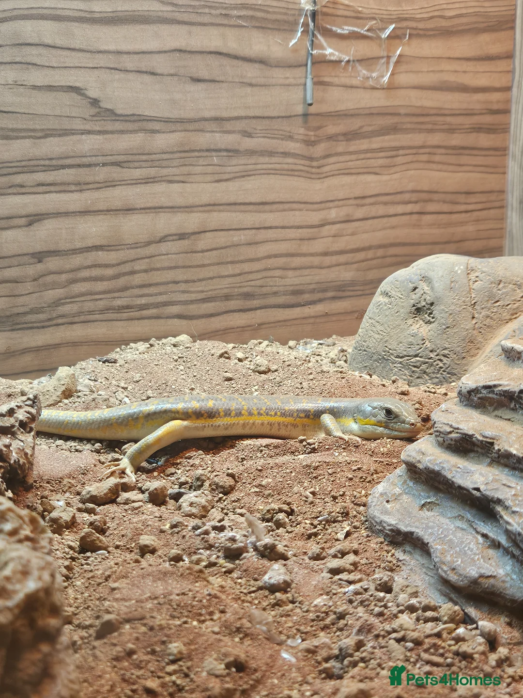 Skink reptiles for sale: Berber skink with set up in Chesterfield - Advert 1