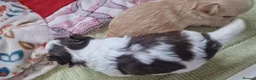 Chihuahua dogs for sale:  Long Coat KC CHI pups 2 BOYS & 1 GIRL - Advert 18