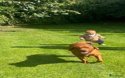 Labrador Retriever dogs for sale: Fox Red Labrador Pups For Sale - Image 14