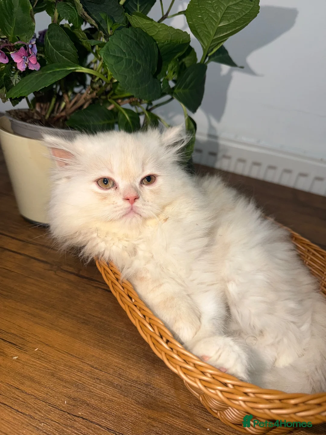 Ragdoll cats for sale: Cute Kittens Looking for Forever Homes - Advert 1