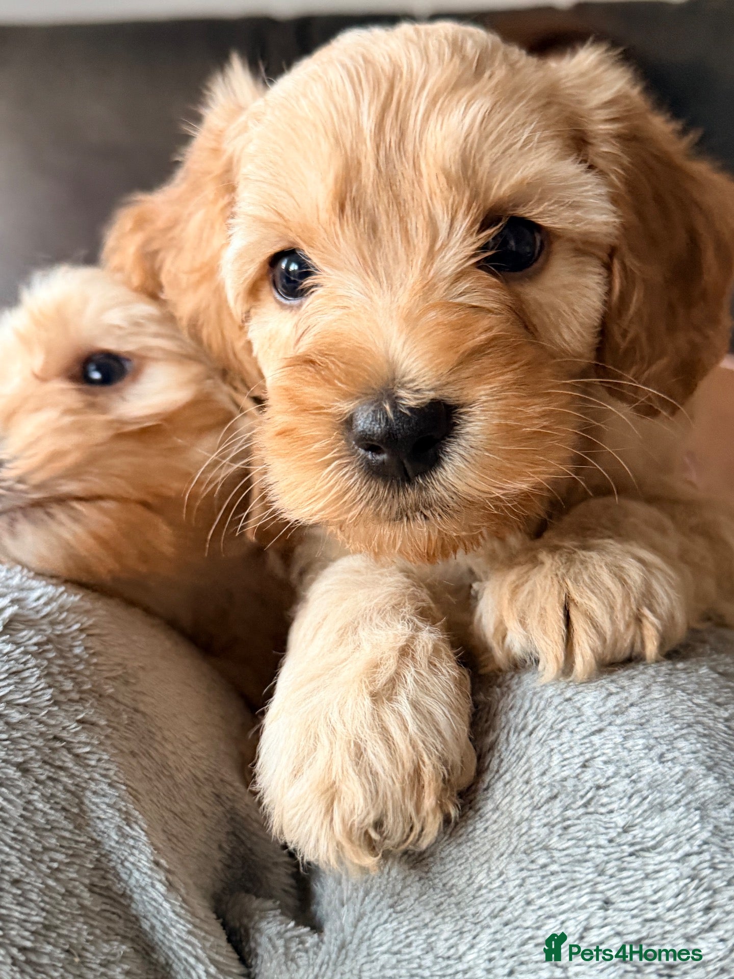 Mixed Breed dogs Beautiful Cavapoochon x puppies  - Advert 6