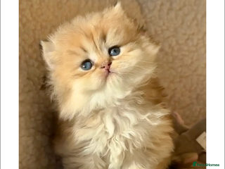 British Longhair cats Vlastar Lux Nathan BLH Black Golden Ticked Tabby - Advert 17