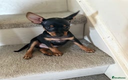 Russian Toy Terrier dogs for sale: Russian Toy terrier KC - Image 7
