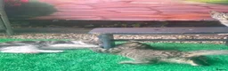 Mixed Breed cats for sale: 🐾 Playful Kittens Looking for Their Forever Homes - Advert 14
