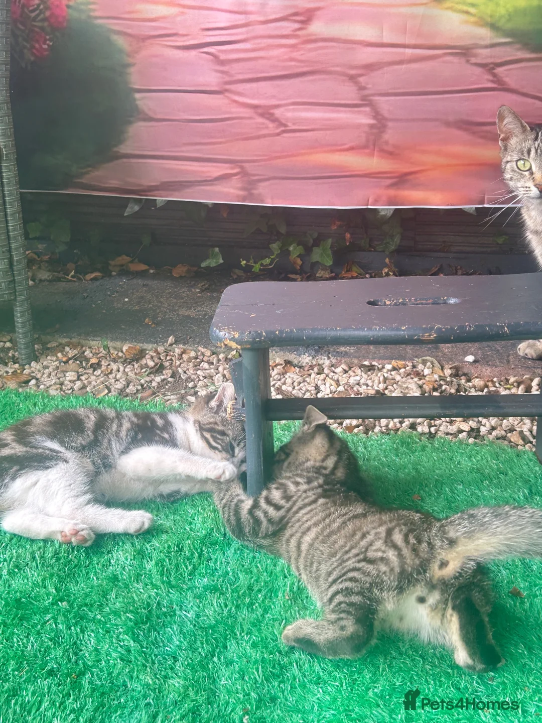 Mixed Breed cats for sale: 🐾 Playful Kittens Looking for Their Forever Homes - Advert 14