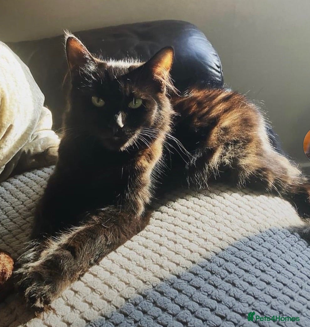 Mixed Breed cats Beautiful Maine coone X Siberian babies for sale - Advert 4