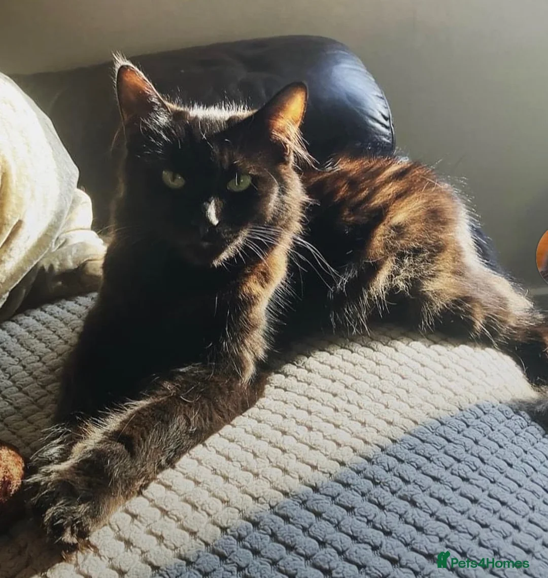 Mixed Breed cats for sale: Beautiful Maine coone X Siberian babies for sale - Advert 2