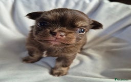 Chihuahua dogs for sale: 4 KC CHIHUAHUA GIRLS  - Image 6