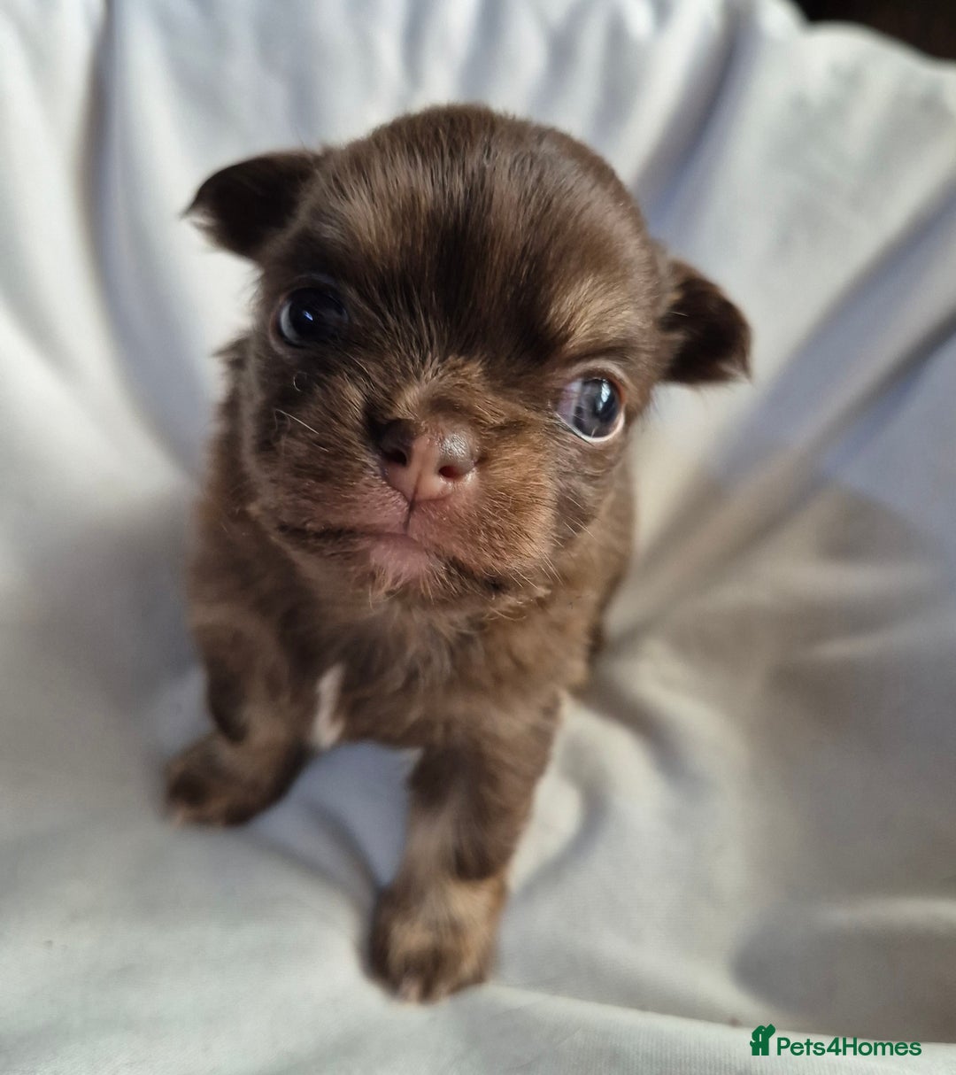 Chihuahua dogs for sale: 4 KC CHIHUAHUA GIRLS  - Image 6