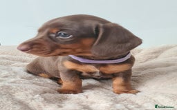 Miniature Dachshund dogs for sale: KC registered miniature dachshunds  - Image 6