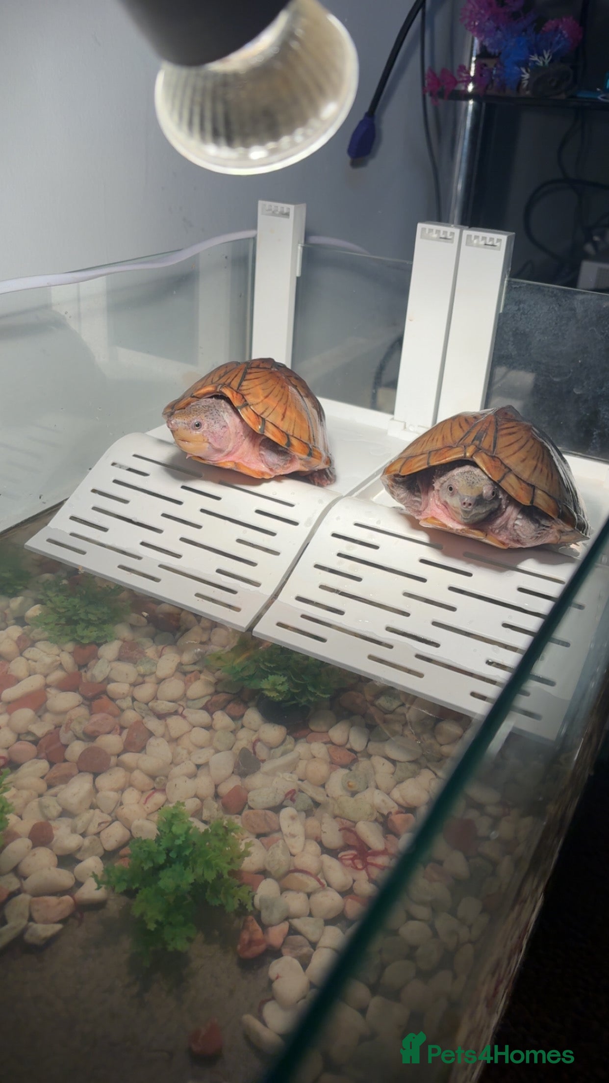 Terrapin reptiles Pair of terrapins  - Advert 2