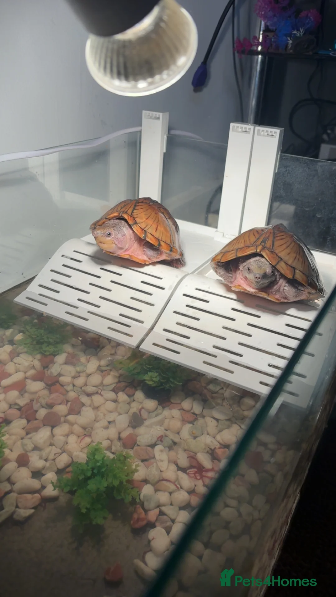 Terrapin reptiles for sale: Pair of terrapins  in Lanark - Advert 1
