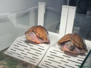 Terrapin reptiles Pair of terrapins - Advert 2