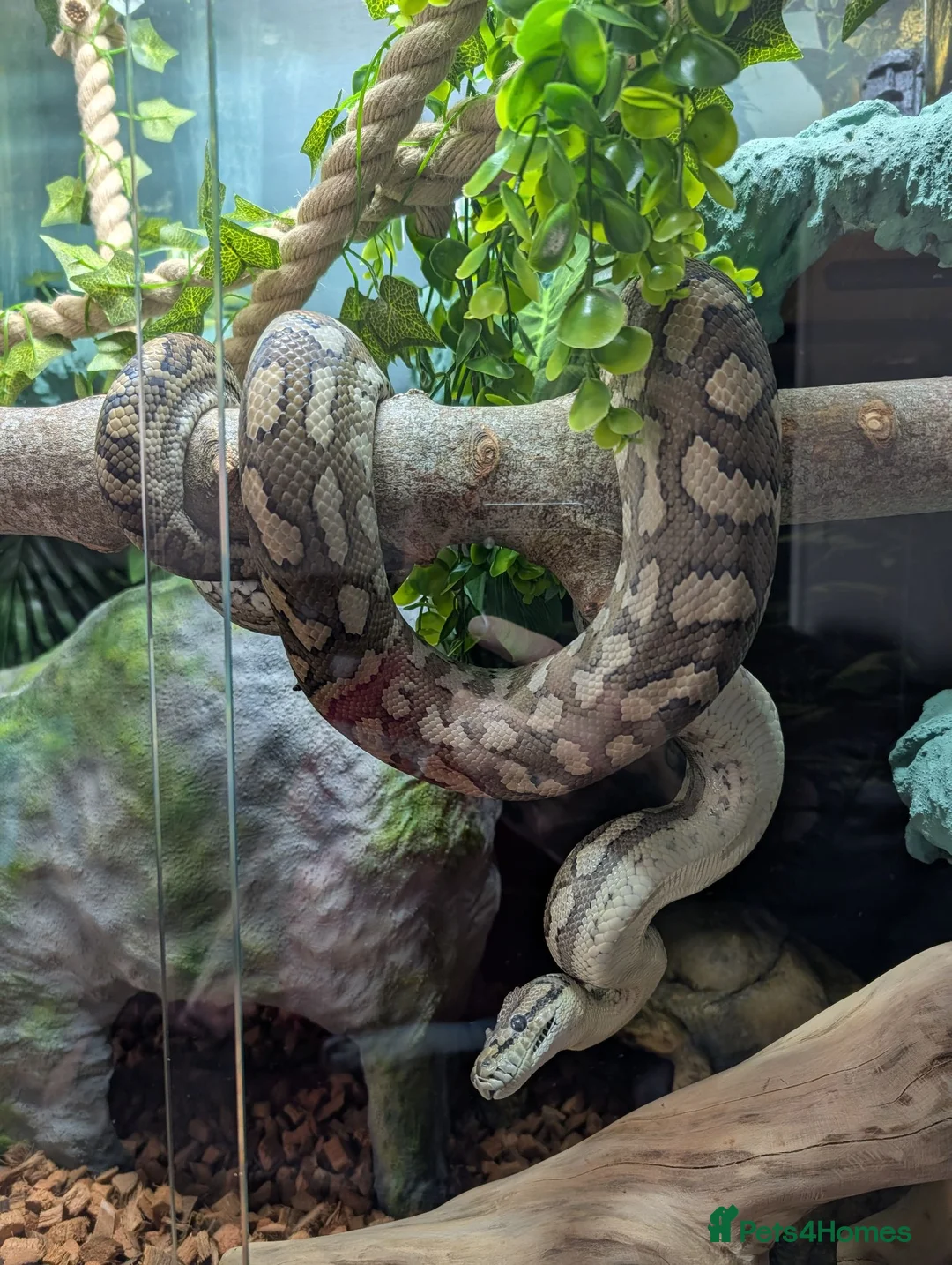 Snake reptiles for sale: Female Coastal x Irian Jaya carpet python - Advert 1