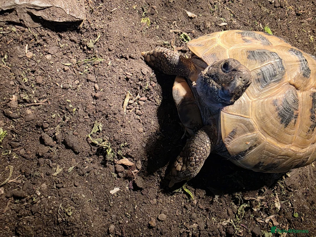 Tortoise reptiles for sale: 10yr old Russian male tortoise   - Advert 2