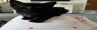 Mixed Breed Kitten 1