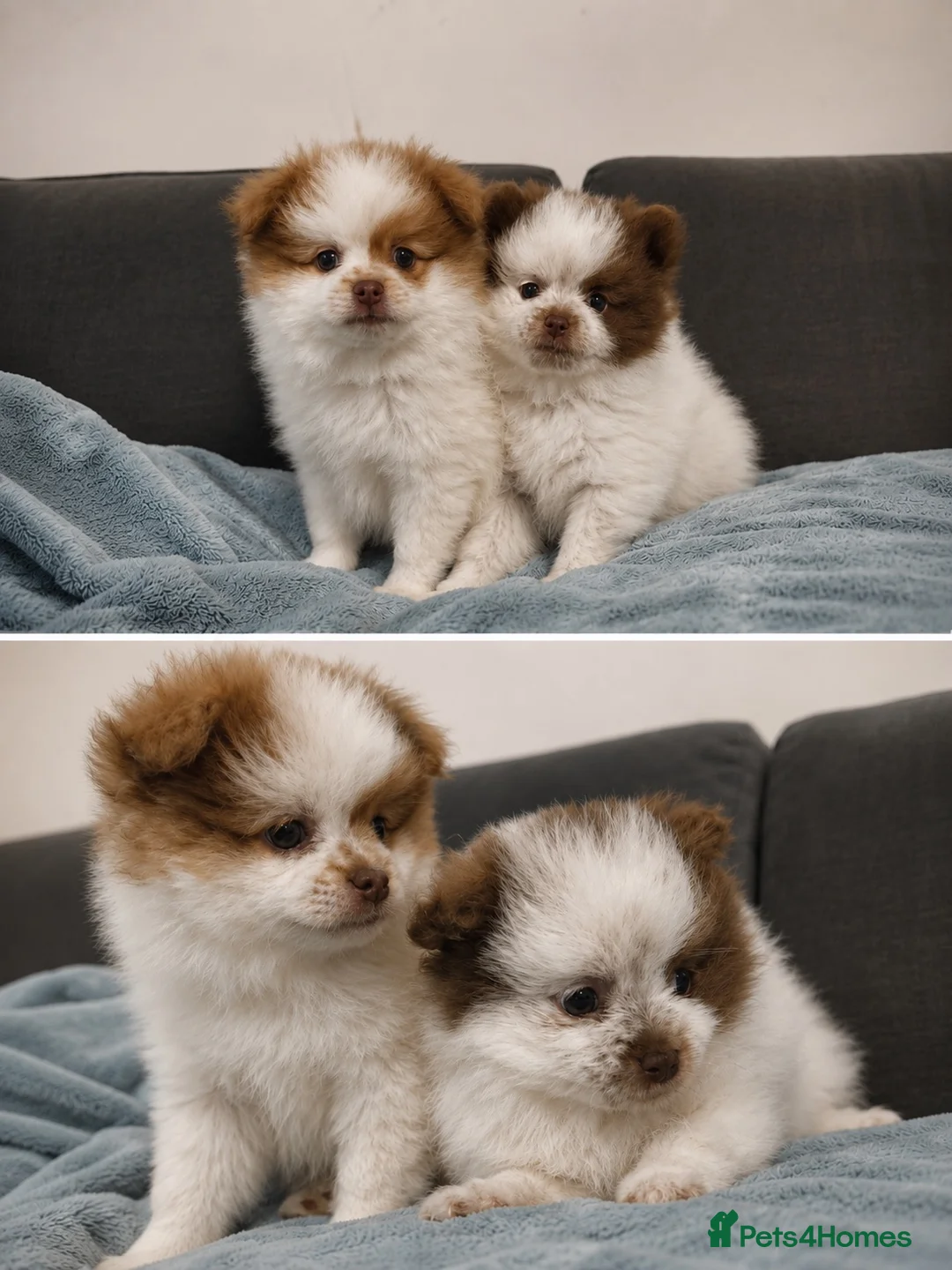Pomeranian dogs for sale: Adorable Pomerania puppies  - Advert 2