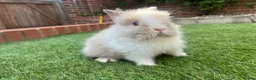 Lionhead rabbits for sale: Mini double maned lionheads and mini lops  - Advert 8