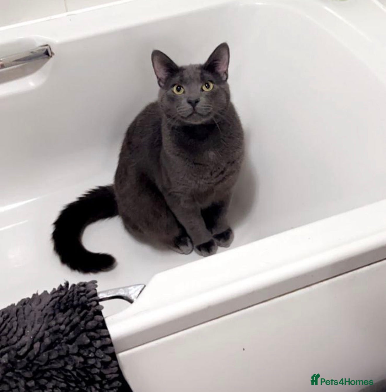 Mixed Breed cats Grey moggy FREE - Advert 4