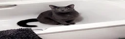 Mixed Breed cats for sale: Grey moggy FREE - Advert 1
