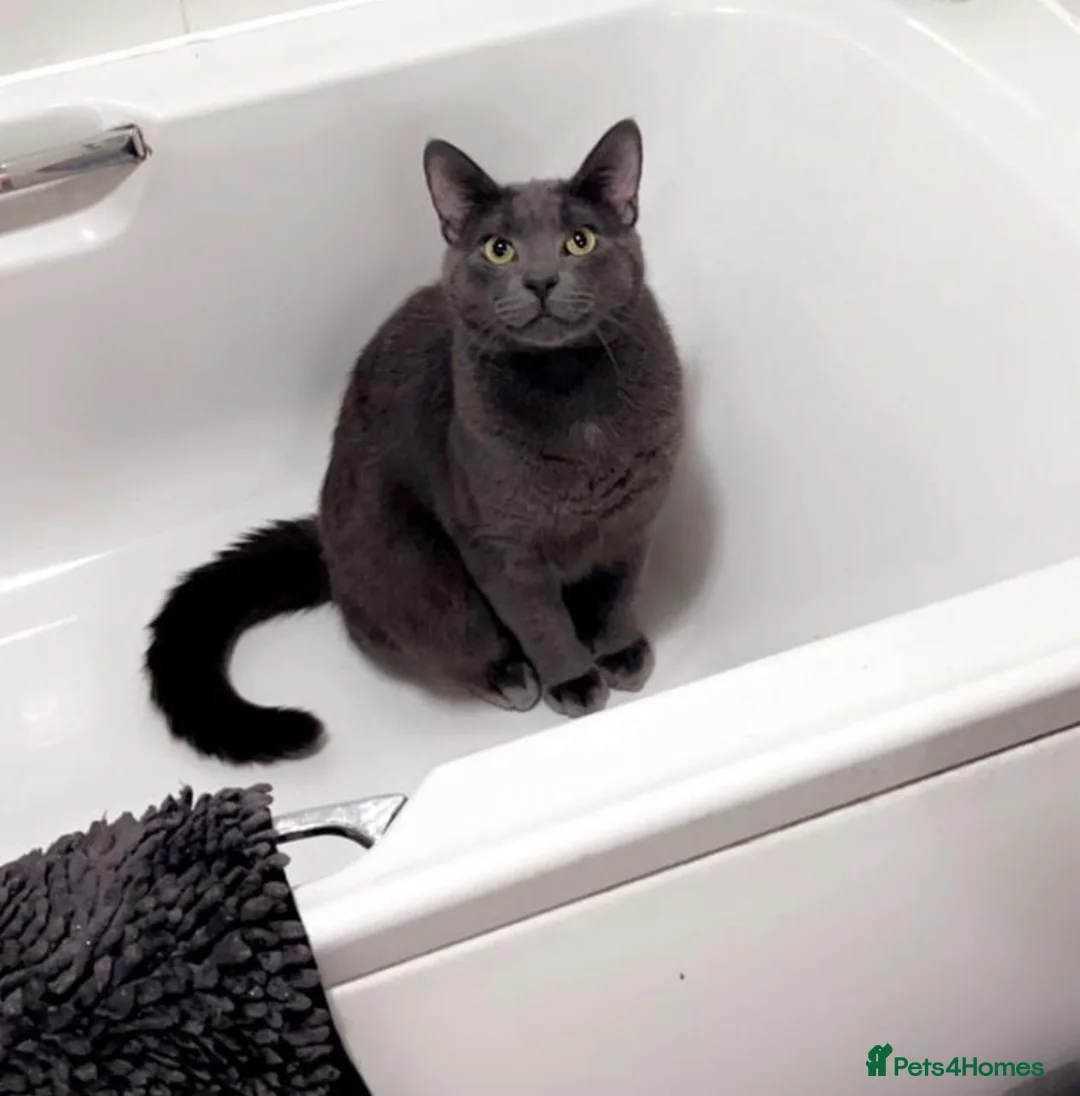 Mixed Breed cats for sale: Grey moggy FREE - Advert 1