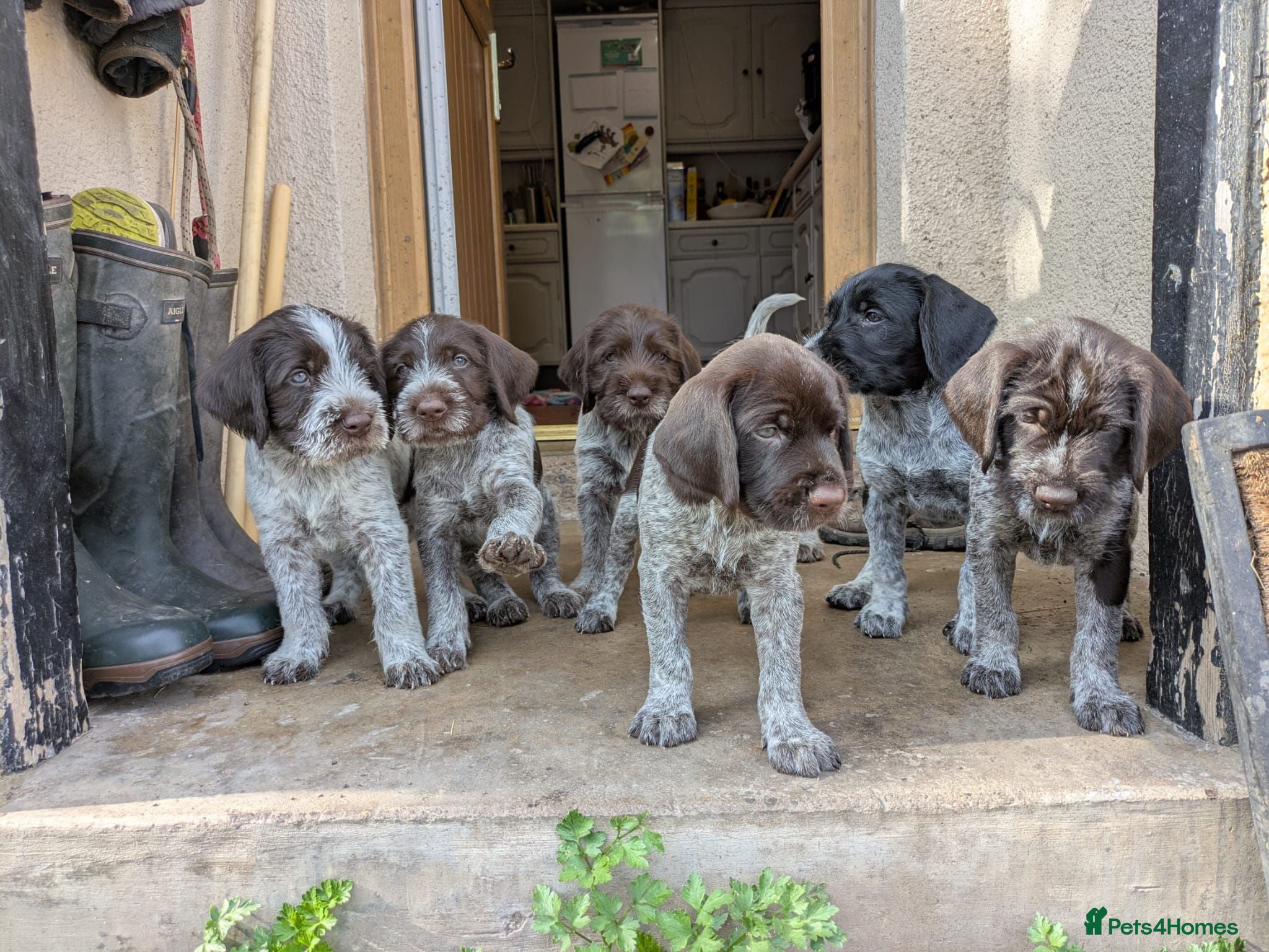 German Wirehaired Pointer dogs German Wirehaired Pointer Puppies - Advert 1
