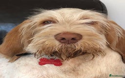 Italian Spinone dogs for sale: ITALIAN SPINONE WAITING LIST OPEN -DUE OCT - Image 25