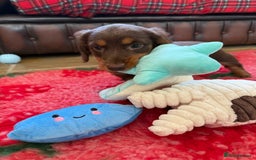 Dachshund dogs for sale: KC Long Haired Miniature Dachshund Puppies - Image 14