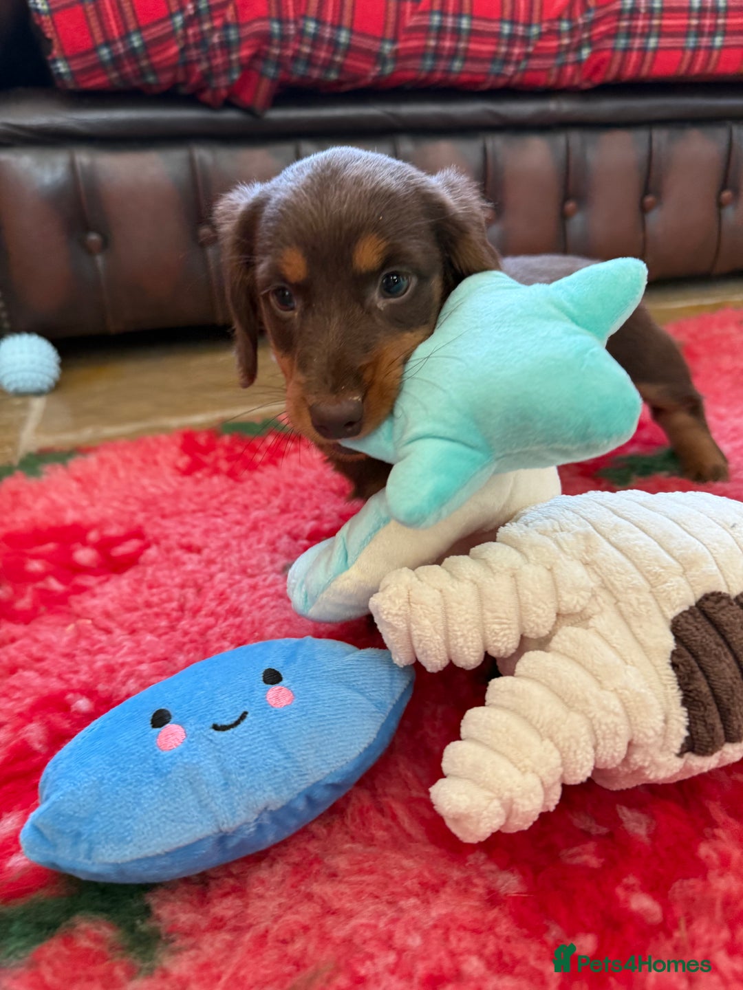 Dachshund dogs for sale: KC Long Haired Miniature Dachshund Puppies - Image 14