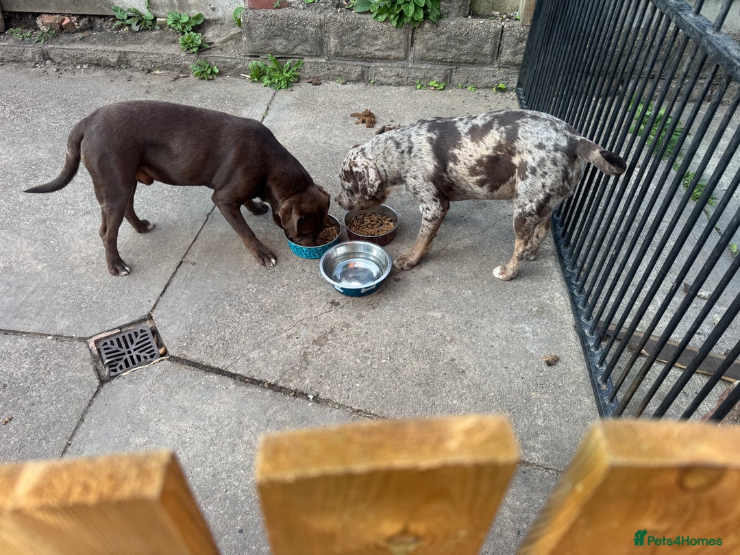 Mixed Breed dogs for sale: Two beautiful brothers needing a loving home  - Image 1