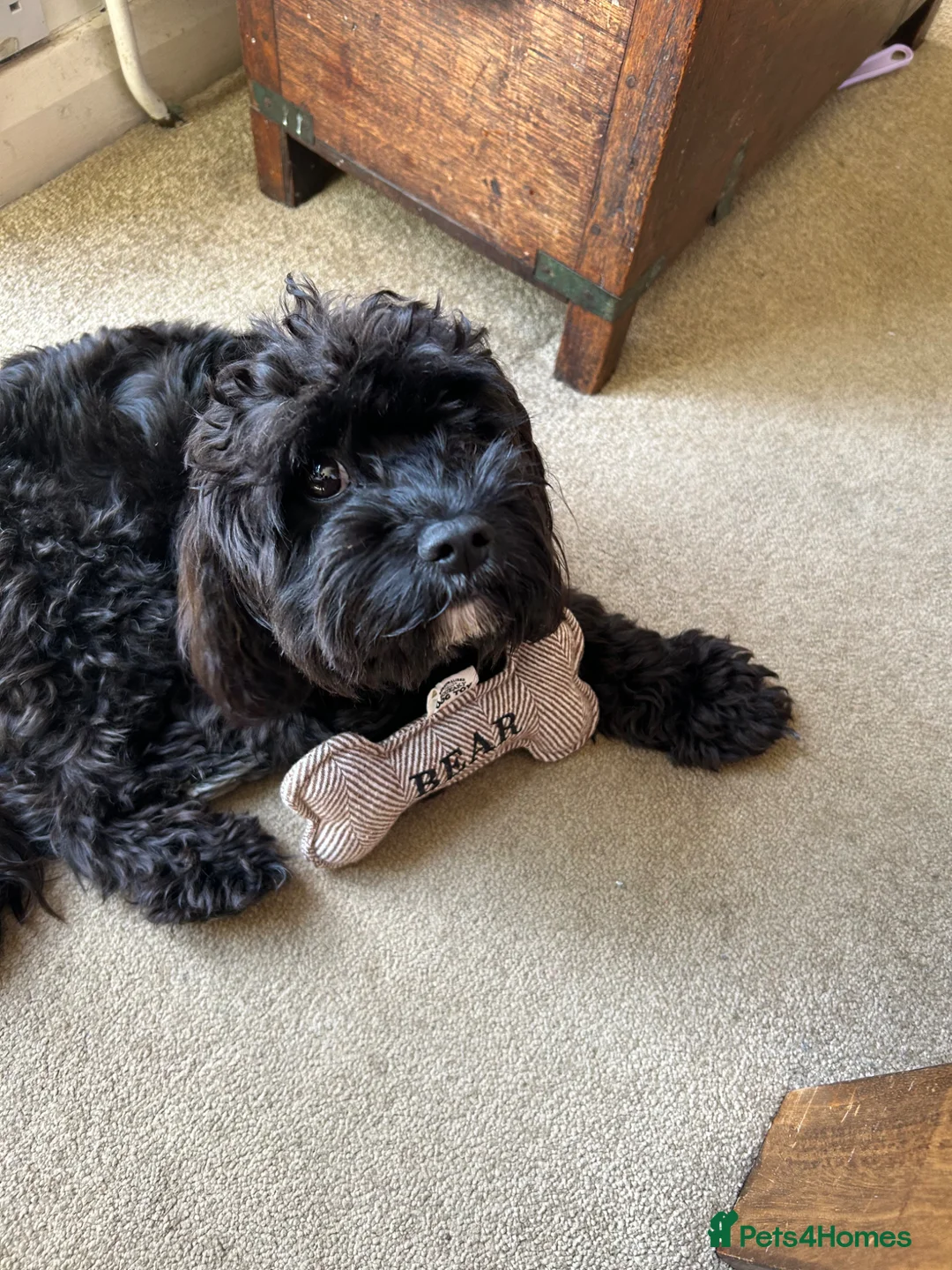 Cavapoo dogs for sale: Bear the Cavapoo - Advert 1