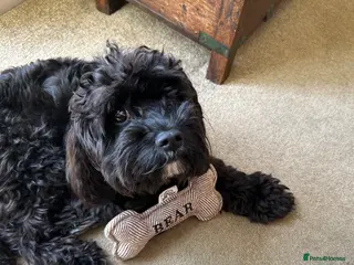 Cavapoo dogs Bear the Cavapoo - Advert 2