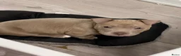 American Bulldog dogs for sale: American pocket bulldog female  - Advert 7